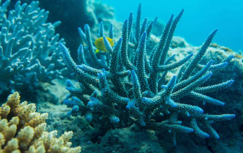 Close-up view of vibrant coral reef and small fish swimming in clear blue ocean water – Dentist Aliso Viejo